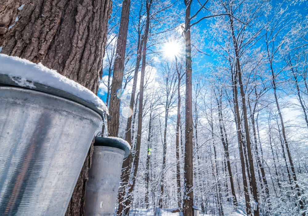 Québec-Est | Cabane à sucre relais des pins
