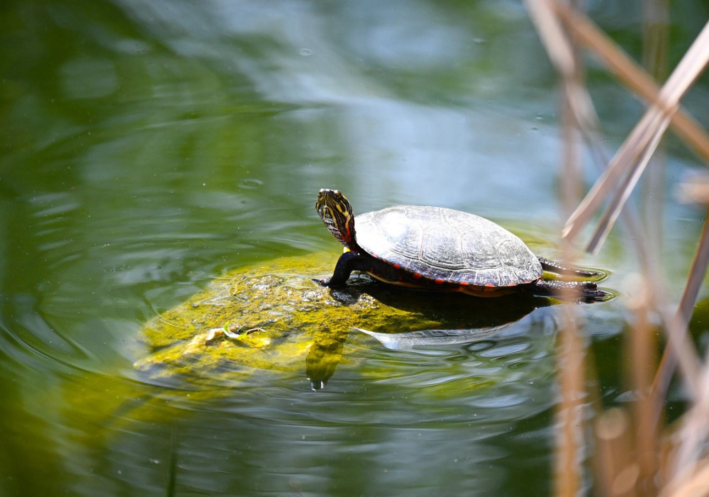 Estrie secteur Granby | Centre d’interprétation de la nature du lac Boivin