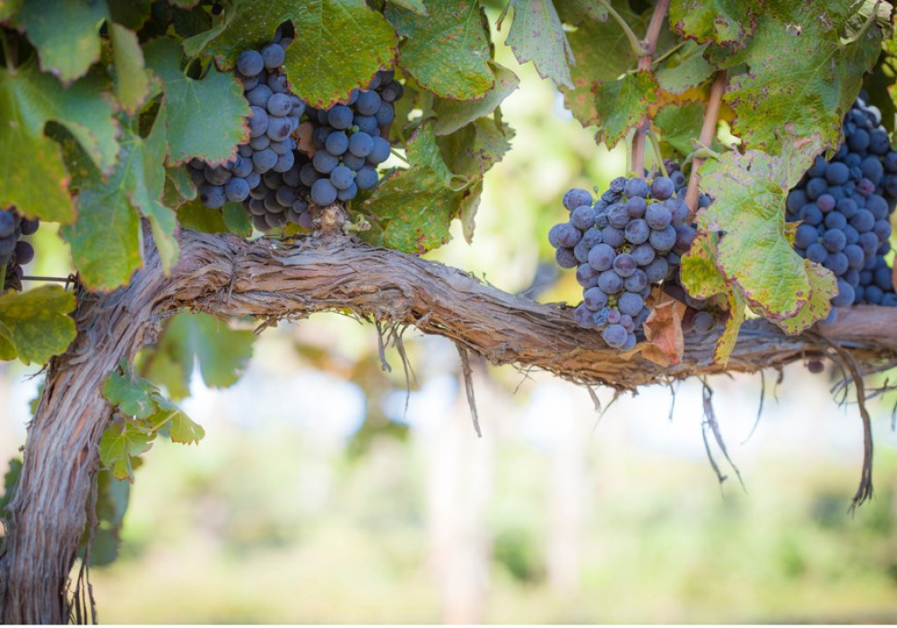 Qc-Ouest | Vendange au Vignoble L’Ange-Gardien 2026