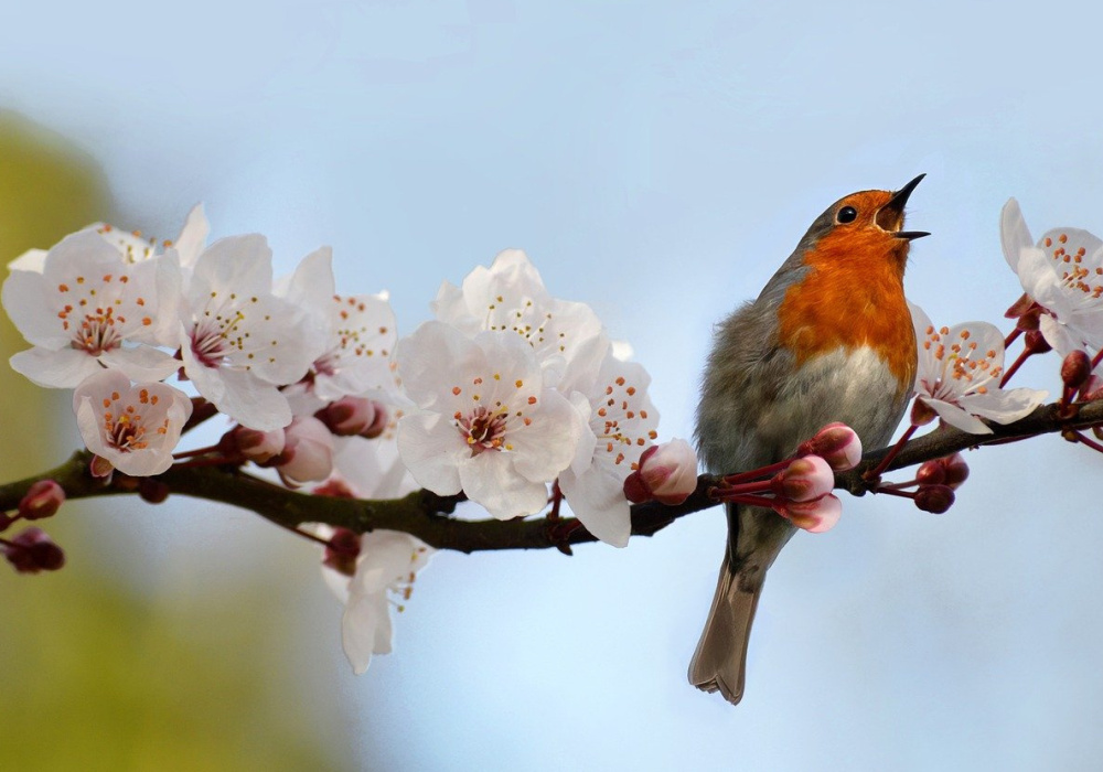 Montérégie secteur Sud-Ouest | Dîner du printemps et ASA