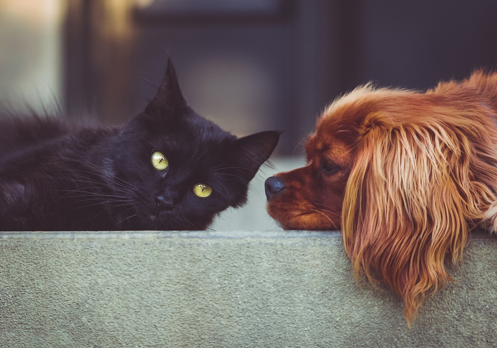 Conférence Web | Trupanion, assurance pour animaux de compagnie 
